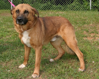 Other Photos of thie Dog