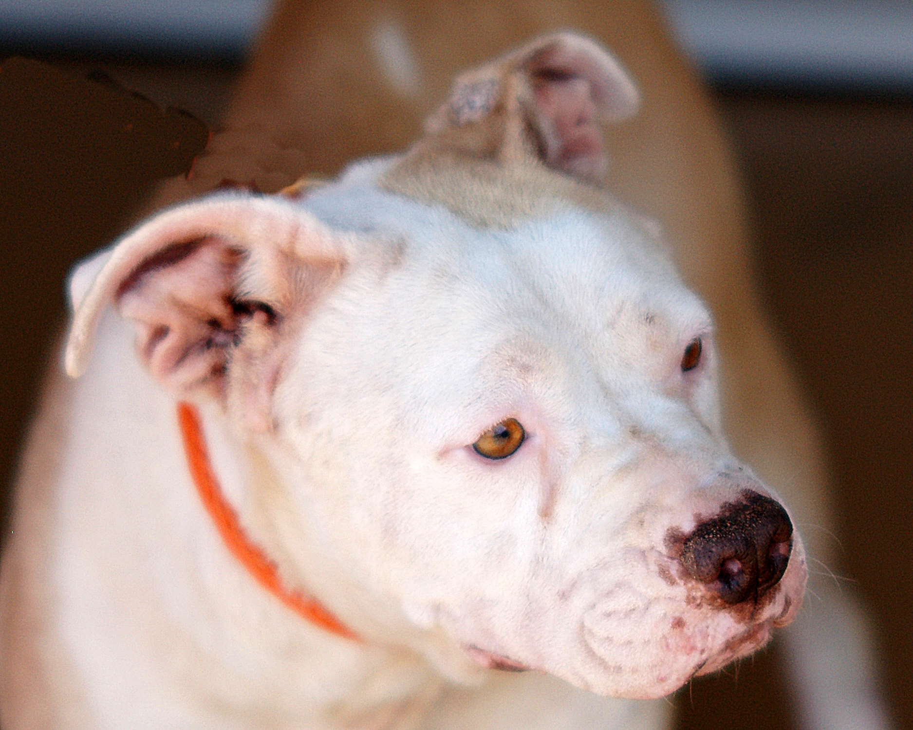 Other Photos of thie Dog