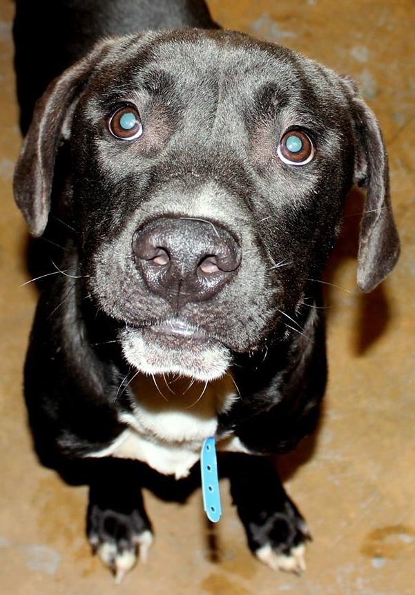 Other Photos of thie Dog