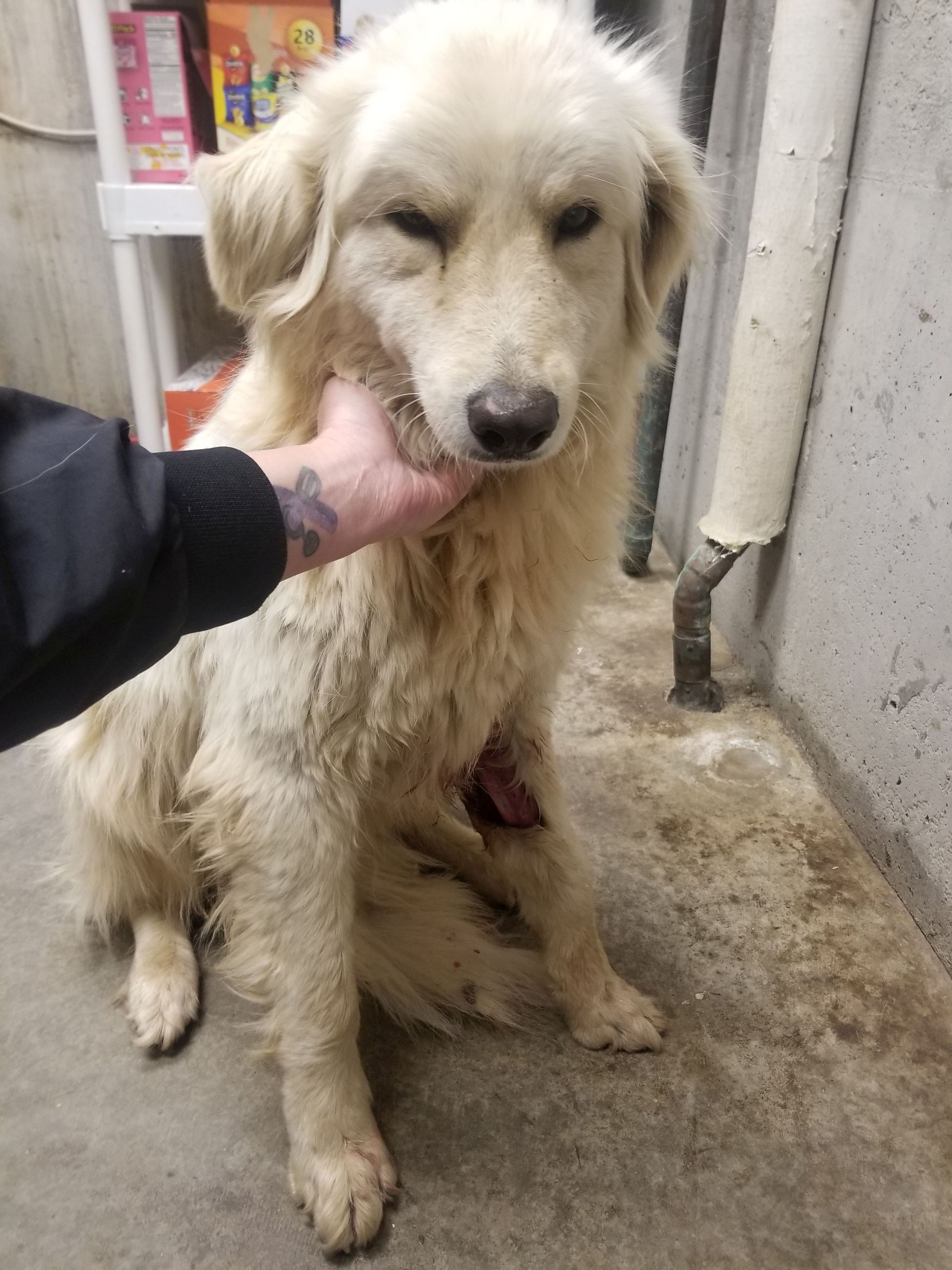Main Photo of this Dog