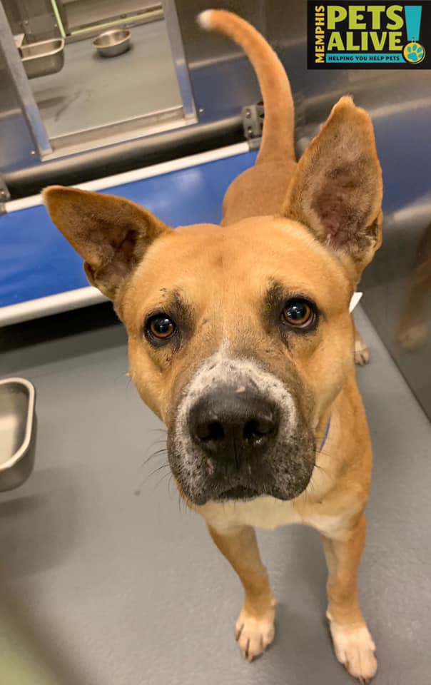 KANO located in Memphis, TN was euthanized on Nov 13, 2019!