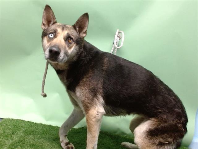 Main Photo of this Dog
