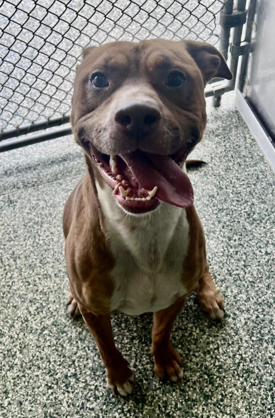 Main Photo of this Dog