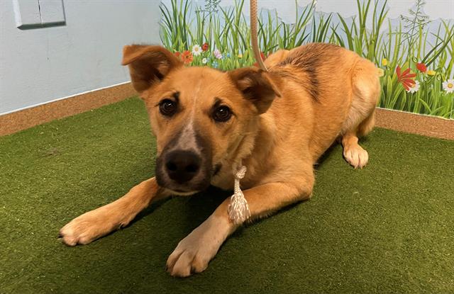 Main Photo of this Dog