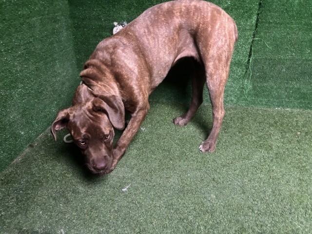 Kuma, a Mastiff, available for adoption