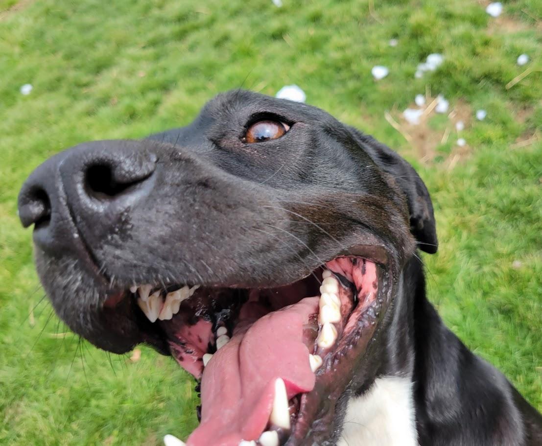 Other Photos of thie Dog