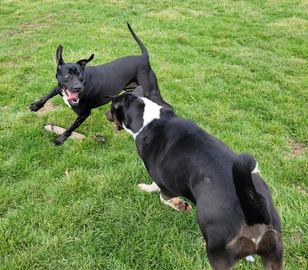 Other Photos of thie Dog