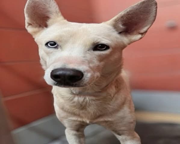 Other Photos of thie Dog