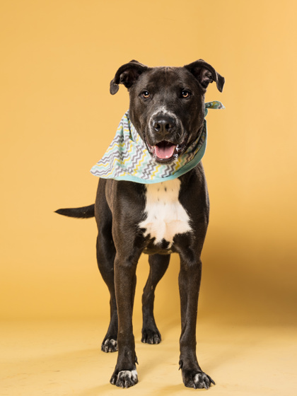 Turtle, a Black Labrador Retriever, available for adoption