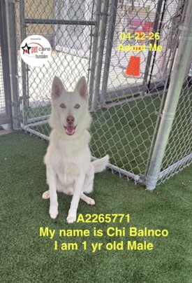 Chi Blanco, a Siberian Husky, available for adoption