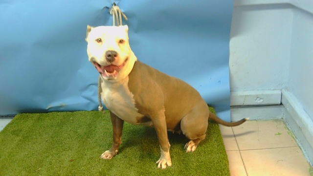 Other Photos of thie Dog