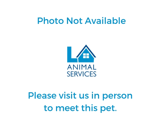 Olivia, a Pit Bull Terrier, available for adoption