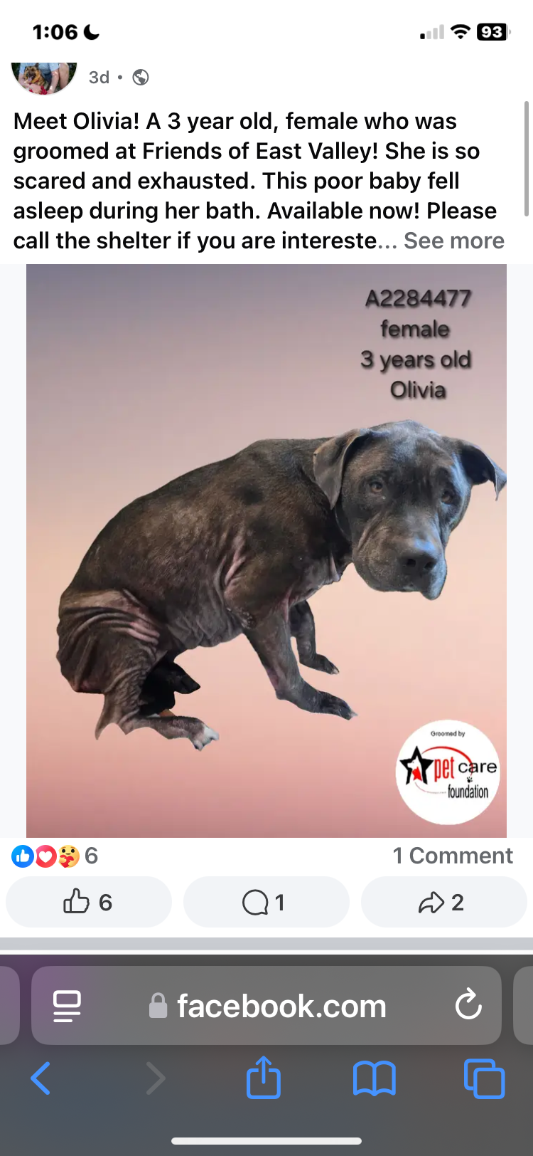 Olivia, a Pit Bull Terrier, available for adoption