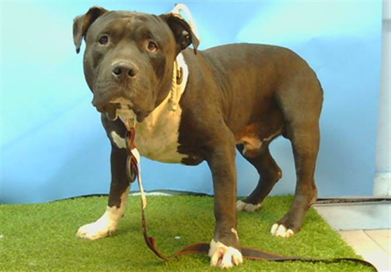 Adoptable pet photo