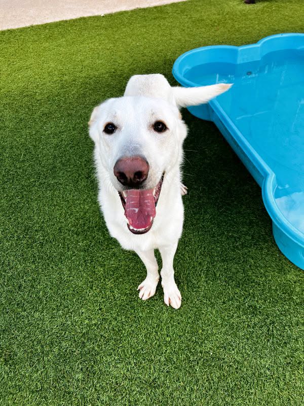 Foxo, a Jindo (mix breed), available for adoption
