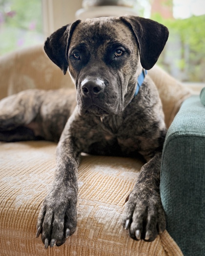 Mandy, a Labrador Retriever, available for adoption