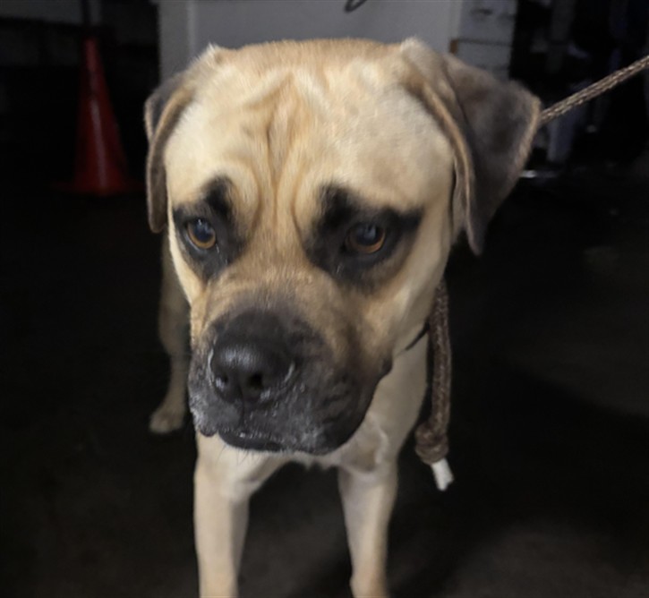 Memo, a American Bulldog (mix breed), available for adoption