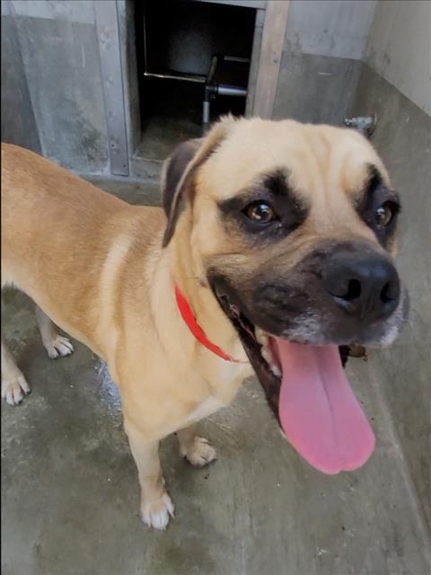 Memo, a Black Mouth Cur (mix breed), available for adoption