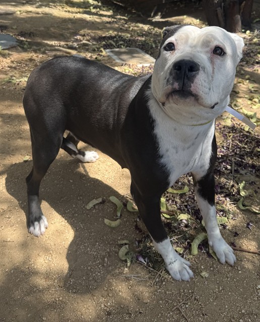 Panda, a Pit Bull Terrier, available for adoption