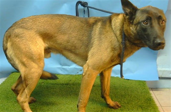 A5792019, a Belgian Shepherd Malinois, available for adoption