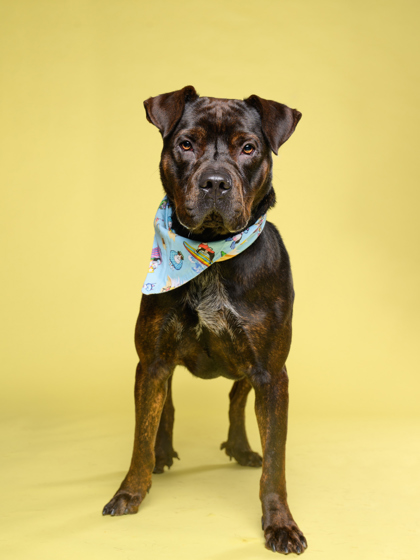 Big Dog, a American Staffordshire Terrier, available for adoption