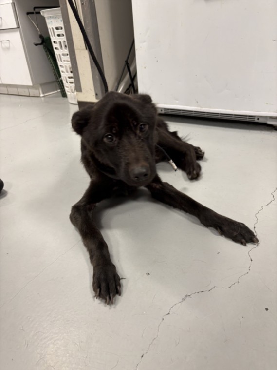 Rambrant, a German Shepherd, available for adoption