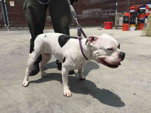 Vahshe, a American Staffordshire Terrier (mix breed), available for adoption