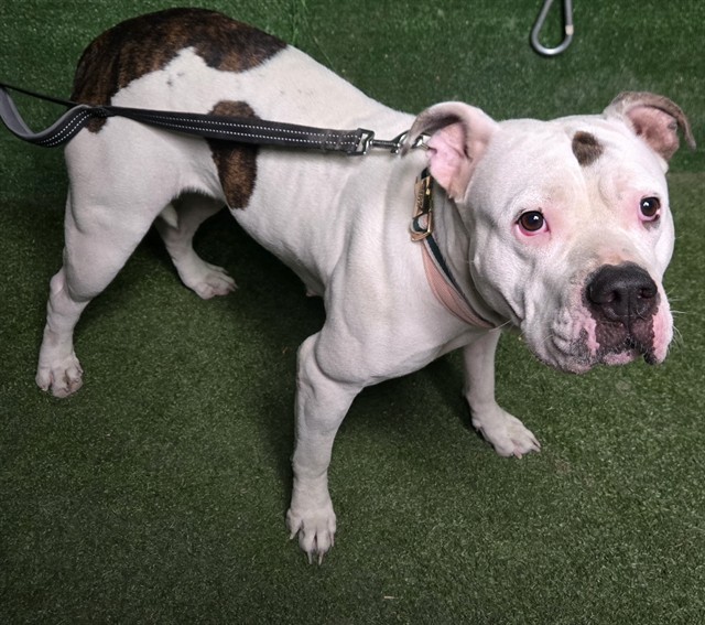 Serenity, a Pit Bull Terrier, available for adoption