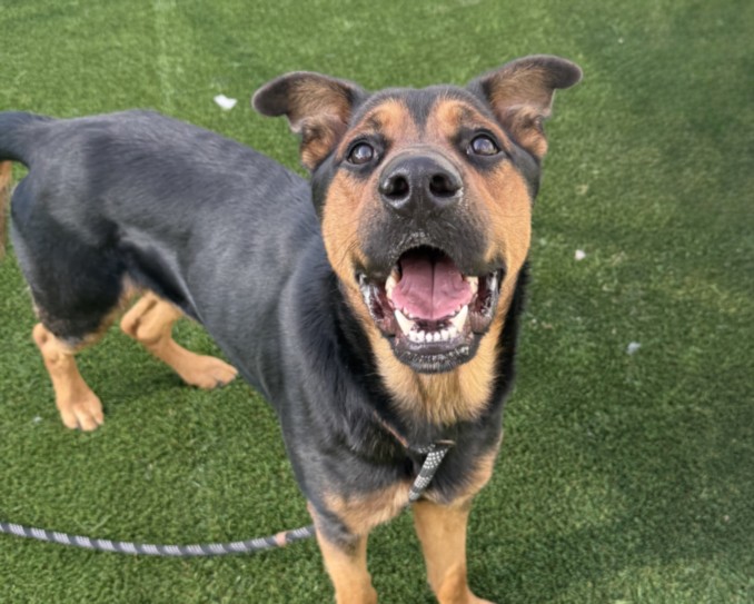 Gunner, a Rottweiler (mix breed), available for adoption
