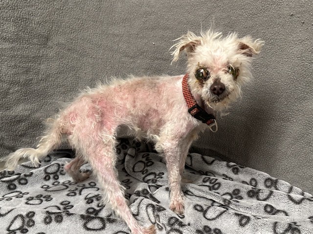 A5792402, a Maltese, available for adoption