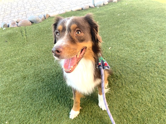 George, a Australian Shepherd (mix breed), available for adoption