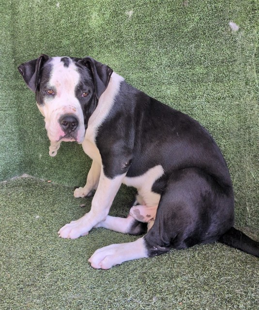 Augusto, a Pit Bull Terrier, available for adoption