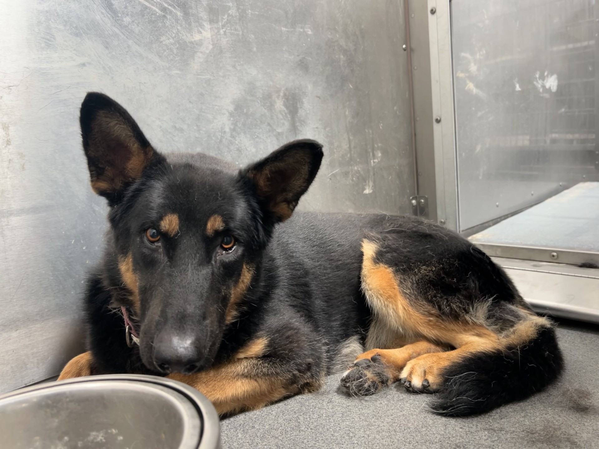 Luna, a German Shepherd, available for adoption