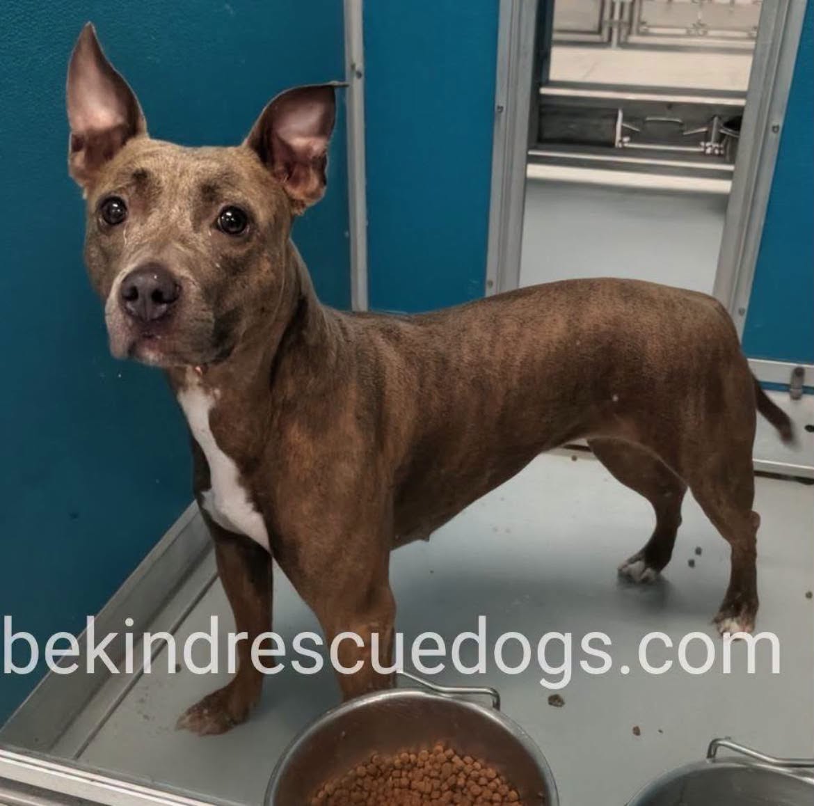 A478694, a Pit Bull Terrier, available for adoption