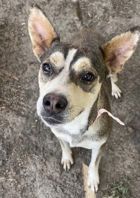 Dulce, a Shepherd (mix breed), available for adoption