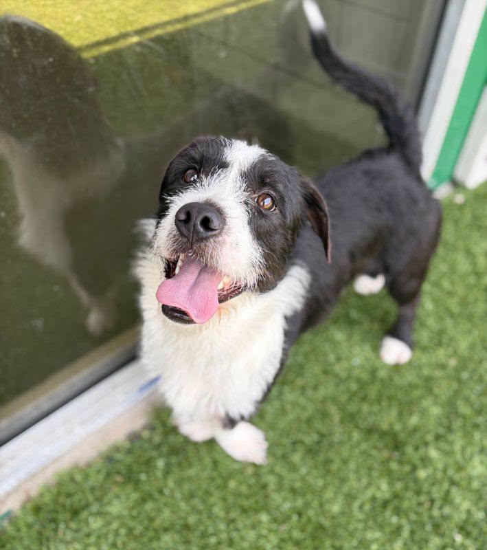 Blueface, a Jack Russell Terrier (mix breed), available for adoption