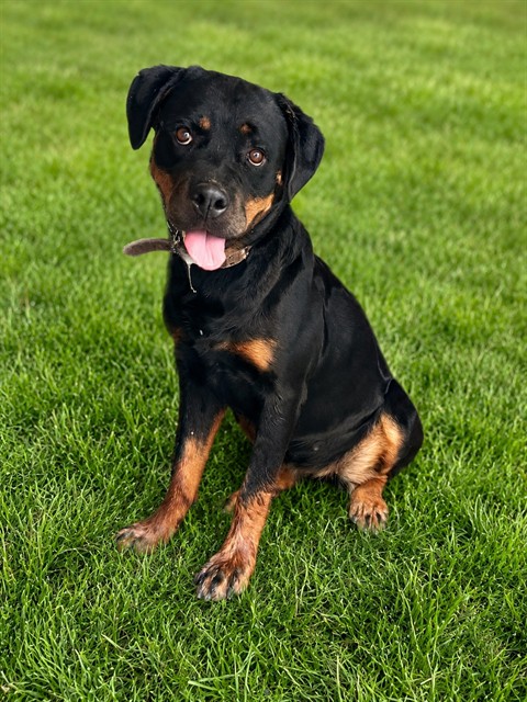 Adoptable pet photo