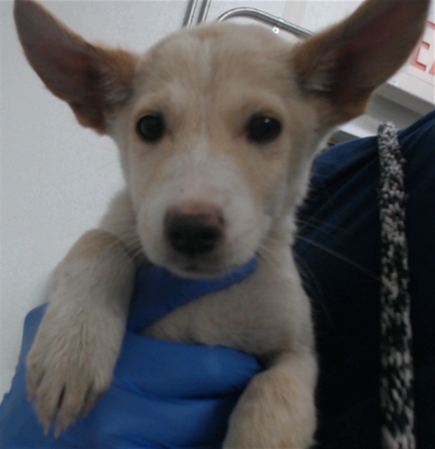 Adoptable pet photo