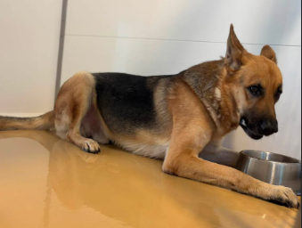 Adoptable pet photo