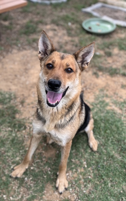 Adoptable pet photo