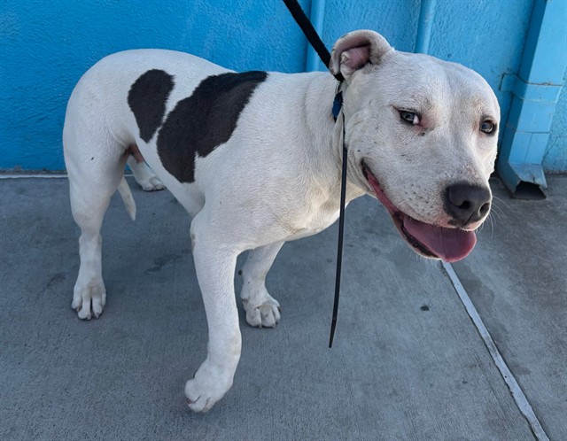 Adoptable pet photo