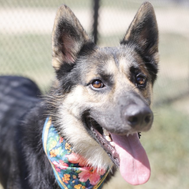Adoptable pet photo
