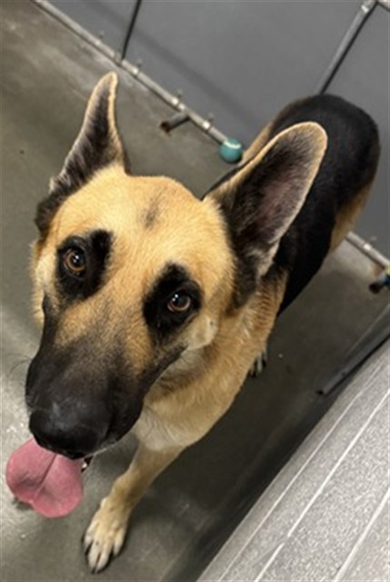 Adoptable pet photo