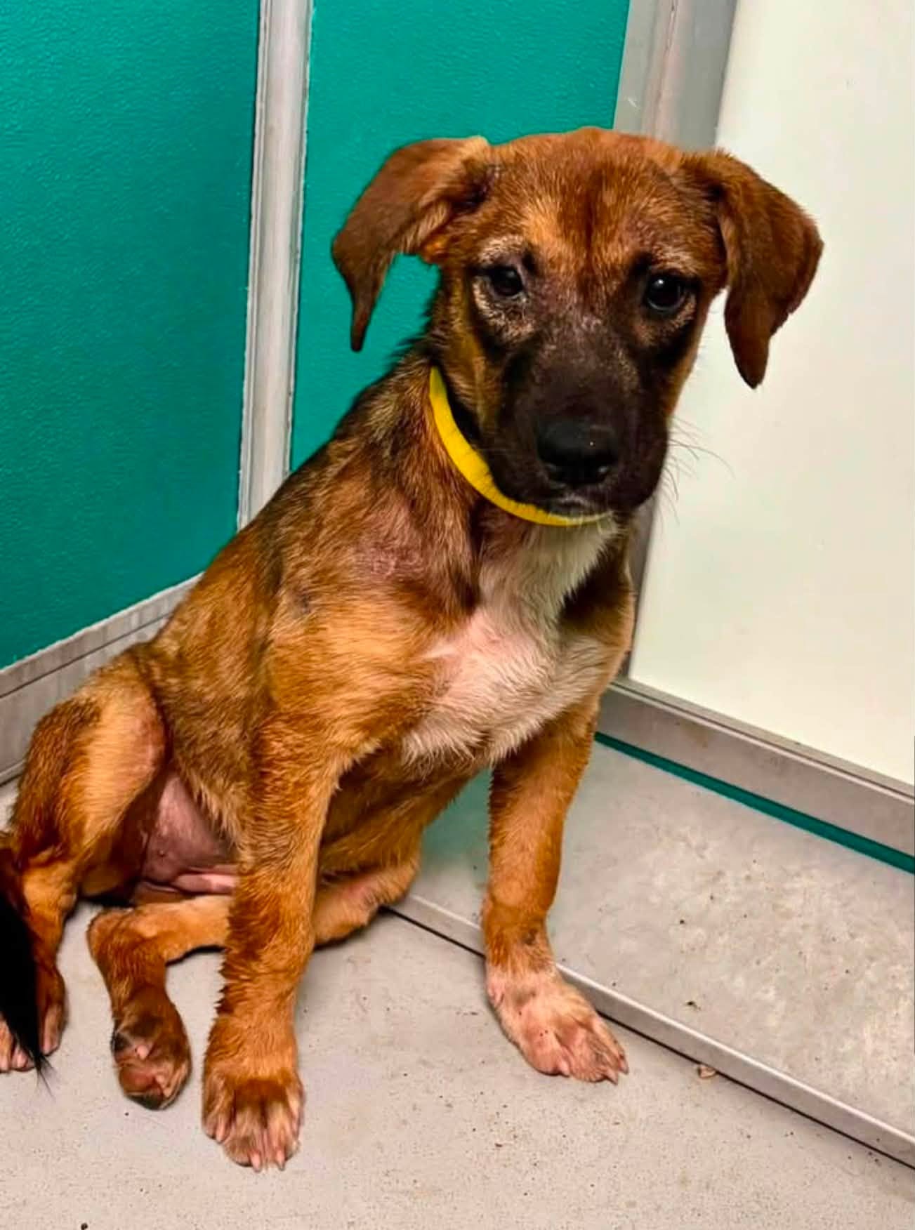 A479782, a German Shepherd (mix breed), available for adoption