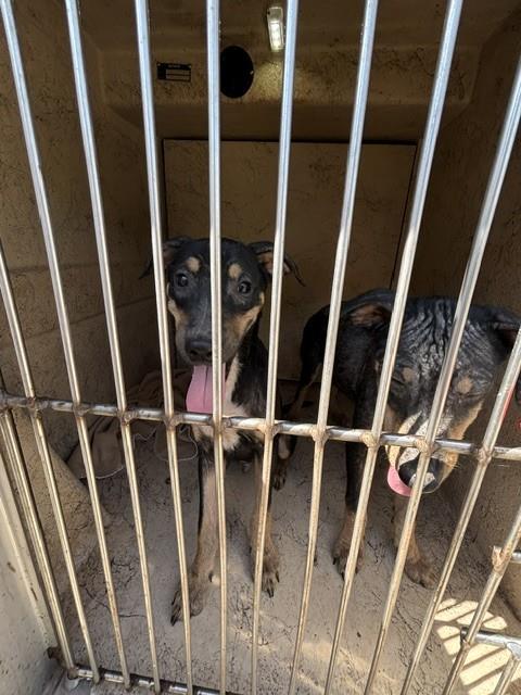 A479945, a Black Labrador Retriever (mix breed), available for adoption