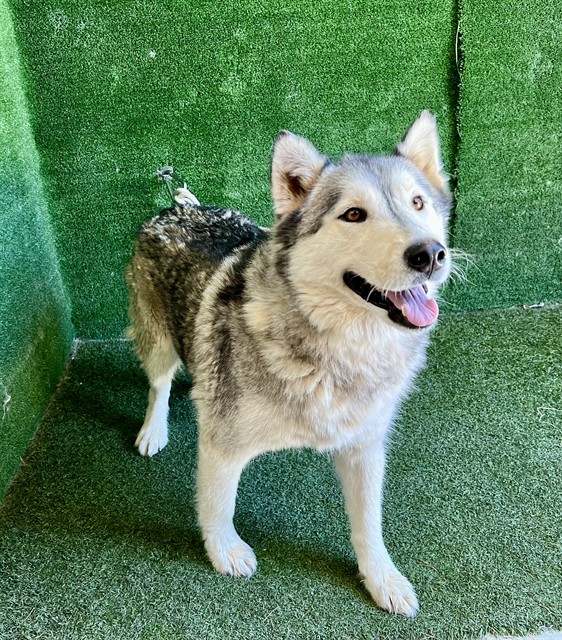 Chiquis, a Siberian Husky, available for adoption
