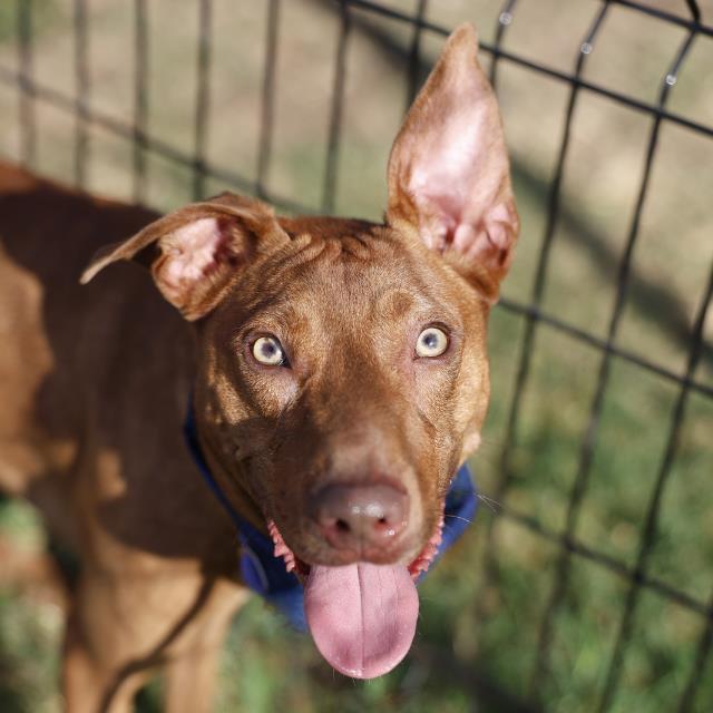 Daniel, a Retriever, available for adoption