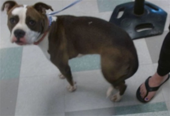 A480102, a Pit Bull Terrier (mix breed), available for adoption