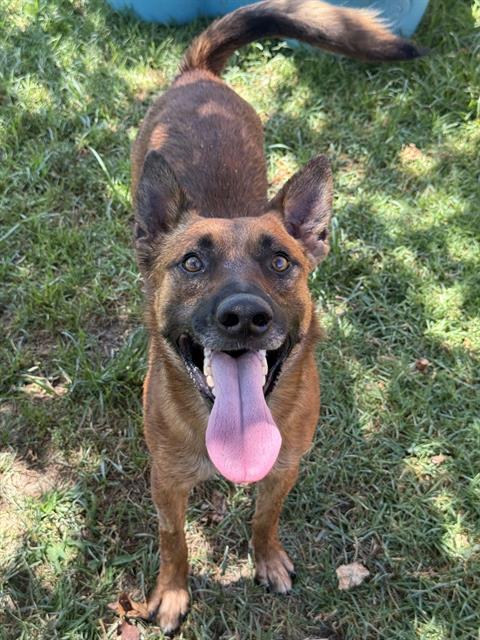 Russet, a Belgian Shepherd Malinois (mix breed), available for adoption