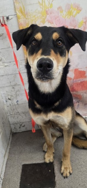 Madeline, a German Shepherd (mix breed), available for adoption
